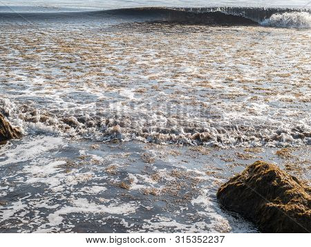 The Invasive Algae Rugulopteryx Okamurae, Native To The Pacific Ocean, Invades The Strait Of Gibralt