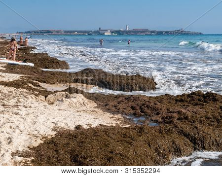Tarifa, Spain - August 03, 2019: The Invasive Algae Rugulopteryx Okamurae, Native To The Pacific Oce