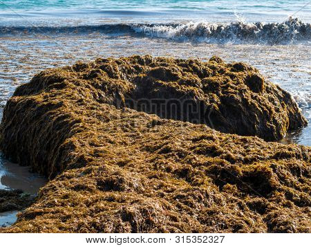 The Invasive Algae Rugulopteryx Okamurae, Native To The Pacific Ocean, Invades The Strait Of Gibralt