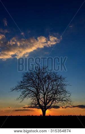 Sunset Behind A Lonely Tree In The Agricultural Fields Of Vojvodina