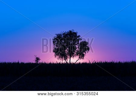 Magical Magenta-purple-blue Sunrise With A Single Tree In Serbia