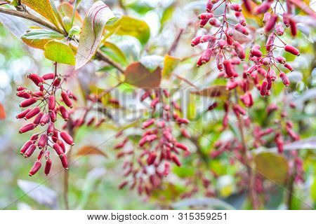 Ripe Red Berries Of Barberry On Branch Close-up. Fructiferous Shrub Of Barberry Or Berberis With Bun