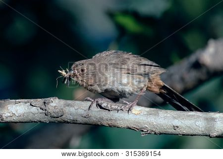 California Towhee Bird Biting Down On Cricket That Was Foraged For A Morning Meal.