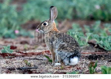 Alert Cotton Tail Bunny Rabbit Has Ears Standing Staight Up While Looking Out For Danger In The Wild