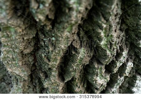 Bark Of Old Linden Tree. Relief Bark Is Like View High Mountains From Above. Old Bark Texture