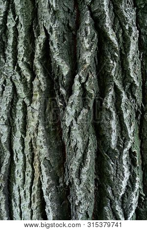 Bark Of Old Linden Tree. Relief Bark Is Like View High Mountains From Above. Old Bark Texture