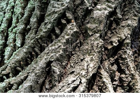 Bark Of Old Linden Tree. Relief Bark Is Like View High Mountains From Above. Old Bark Texture