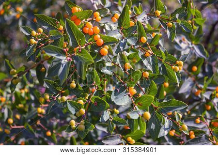 Branches Of Frangula Alnus With Red Berries. Fruits Of Frangula Alnus.