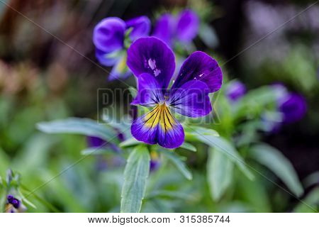 Violet Pansy Flower, Close-up Of Viola Tricolor In The  Garden. макро цветок.