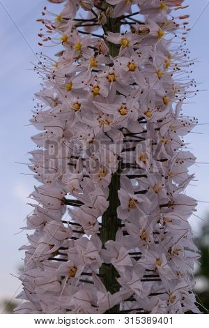 Close-up Of Blooming And Densely Growing Delicate Light Flowers Of Eremurus Against The Blue Sky