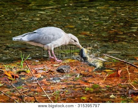 Salmon Run