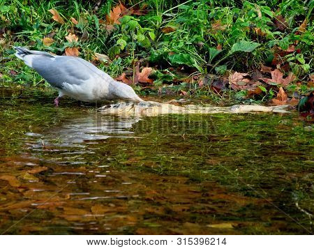Salmon Run