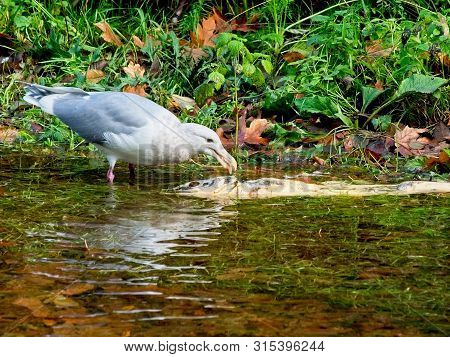 Salmon Run