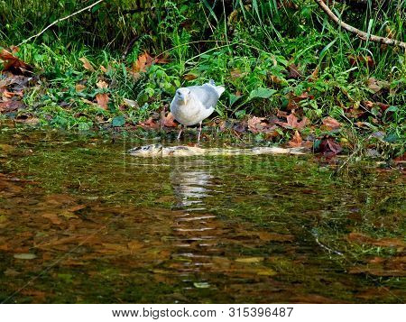 Salmon Run