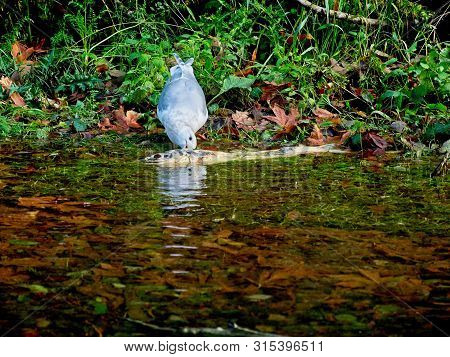 Salmon Run