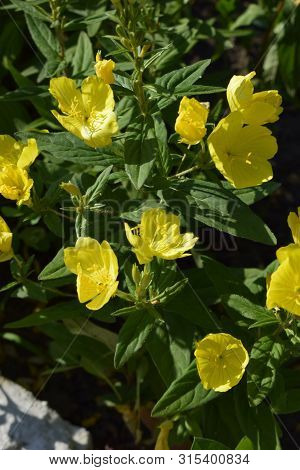 Enotera Shrubby (oenothera) - A Perennial Yellow Flower In The Garden, Close-up