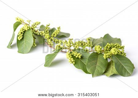 Young Green Of Thai Blueberry (thai Local Fruit), Maoberry Or Antidesma Thwaitesianum Isolated On Wh