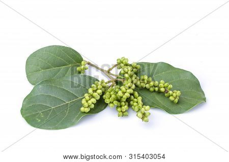 Young Green Of Thai Blueberry (thai Local Fruit), Maoberry Or Antidesma Thwaitesianum Isolated On Wh