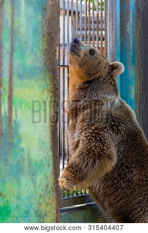 Eurasian Brown Bear Or Ursus Arctos Arctos, Also Known As The European Brown Bear