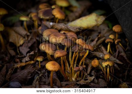 Many Dangerous Inedible Mushrooms In A Dark Forest. Poisonous Mushrooms, Hazardous To Health.