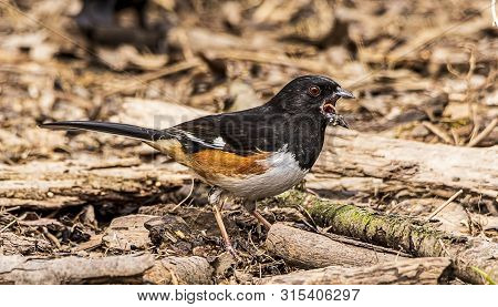 A Beautiful Male Eastern Towhee Feeding In The Forest.