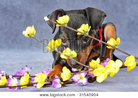 Lille Pinscher hvalp