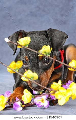 Lille Pinscher hvalp