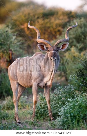 Kudu Bull