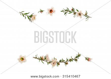 New Zealand Teatree Flowers And Twigs Frame On White Background With Copy Space In Middle