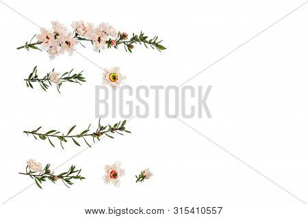 New Zealand Teatree Flowers And Twigs Isolated On White Background With Copy Space On Right