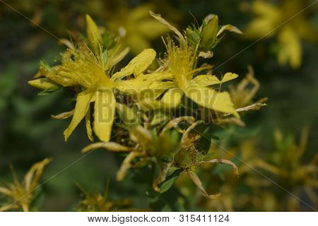 Hypericum, Tutsan, St. John Worth On A Green Background Closeup. Bright Beautiful Yellow Flower In T
