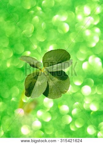 Fresh Green Lucky Four Leaf Clover