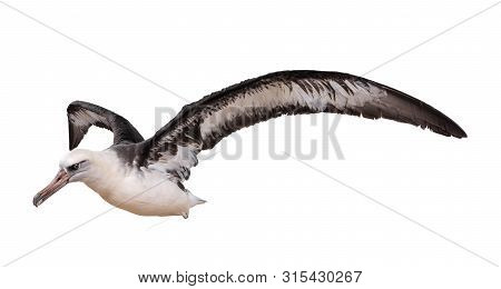 Albatross Bird Isolated On White Background. With Clipping Path