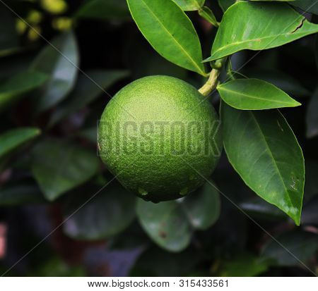 Close Up Of Malta Fruit On A Mango Tree