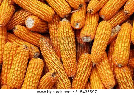 Corn Texture. Fresh Yellow Corns As Background