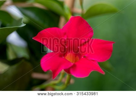 Flowering Red Mandevilla Rose Dipladenia In Summer Garden. Tropical And Subtropical Flowering Vines 