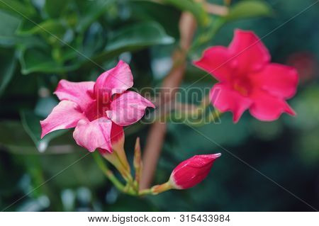 Flowering Red Mandevilla Rose Dipladenia In Summer Garden. Tropical And Subtropical Flowering Vines 