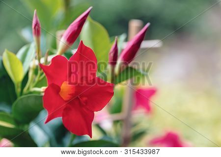 Flowering Red Mandevilla Rose Dipladenia In Summer Garden. Tropical And Subtropical Flowering Vines 