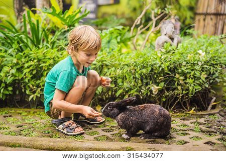 The Boy Feeds The Rabbit. Cosmetics Test On Rabbit Animal. Cruelty Free And Stop Animal Abuse Concep