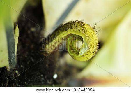 Close-up Birds Nest Fern Green In Botanic Garden With Blurry Background And Soft Sunlight. Nest Fern