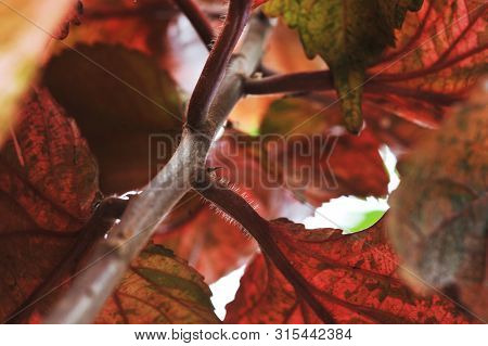 Autumnal Colors Fall Plant And Leaves. Autumn Seasion
