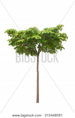 Devil Tree And Leaf Beautiful On White Background, Cerbera Odollam