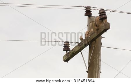 Two Birds Building Their Mud House On The Power Pole. Bird Furnarius Rufus Building His Shelter. Wil