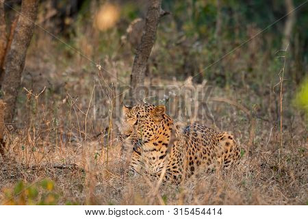 A Leopard Or Panthera Pardus Fusca Stare In A Green Background After Rainy Season Over From Forest O