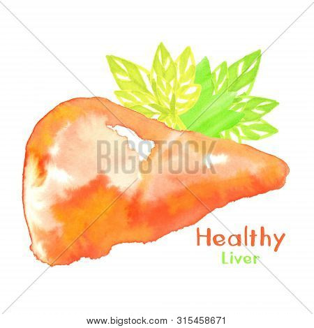 Concept Of Healthy Liver Painted In Watercolor With Green Leaves Isolated On White Background