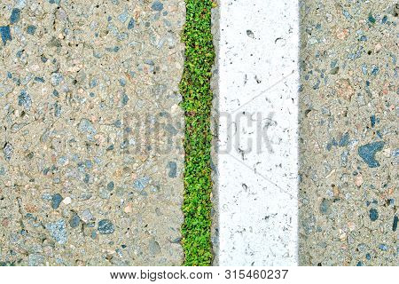 Road Marking And Sprouts Throgh The Asphalt Road Background. Nature Fights Civilization Idea.