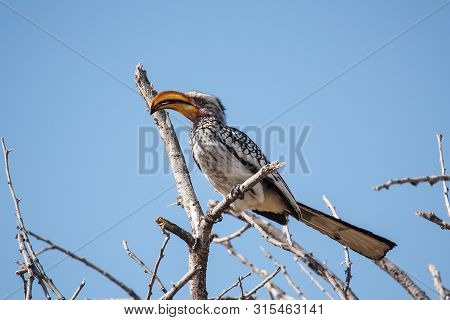 Southern Yellow-billed Hornbill, Tockus Leucomelas, Etosha National Park, Namibia