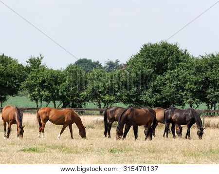 A Herd Of Ex Race Horses Graze Peacefully In A Summer Paddock.