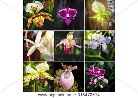 Collage From Different Pictures Of Orchid Paphiopedilum Flowers.