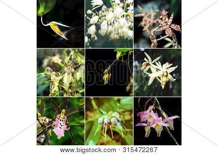Collage From Different Pictures Of Rare Species Of Orchids.